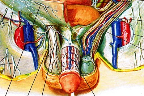 Localizzazione Varicocele